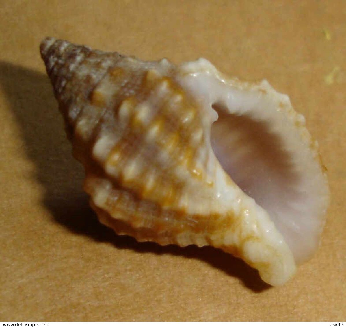 Cantharus Auritulus Martinique 21,9mm F+++/GEM  N33 - Seashells & Snail-shells