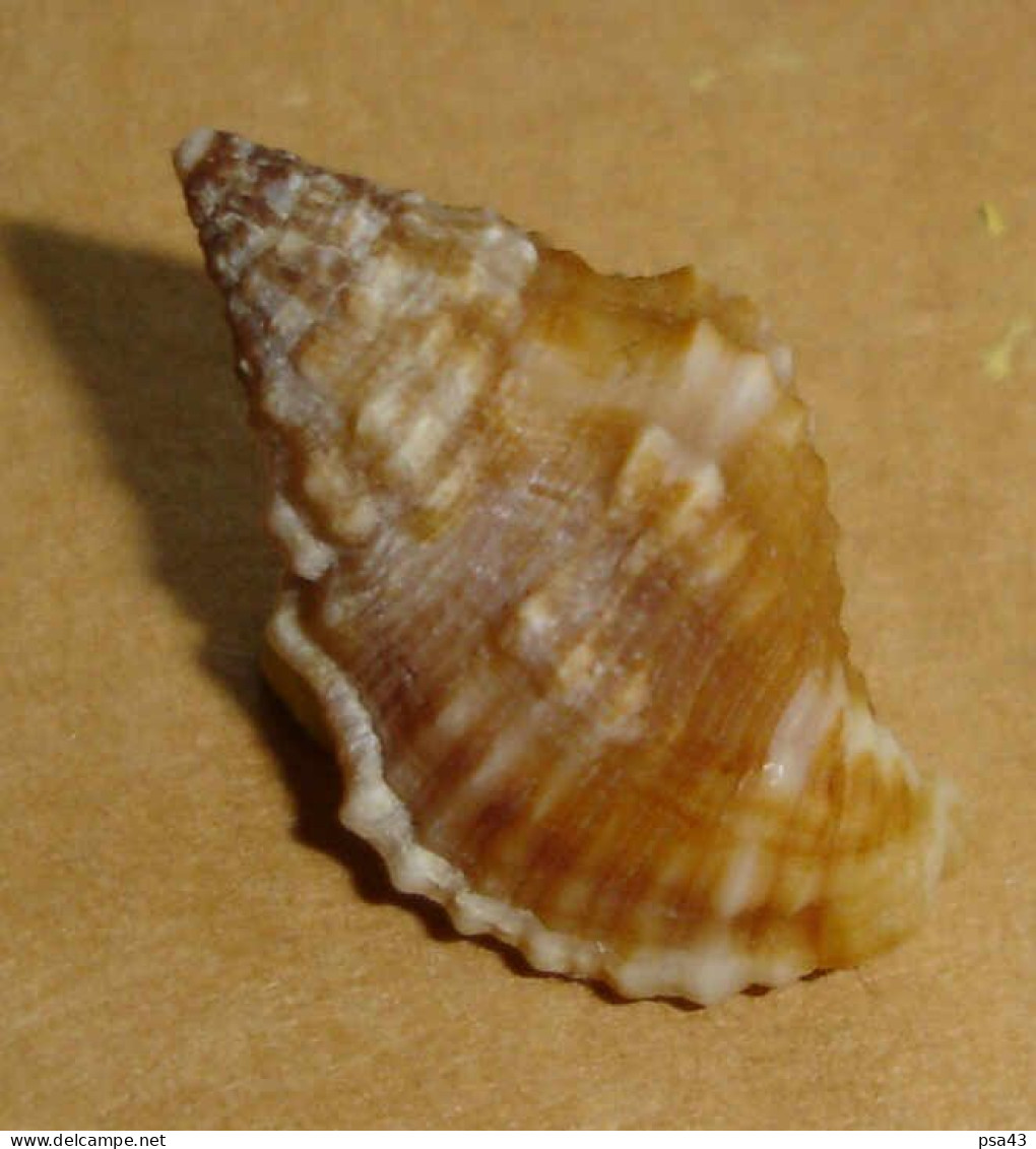 Cantharus Auritulus Martinique 21,9mm F+++/GEM  N33 - Seashells & Snail-shells