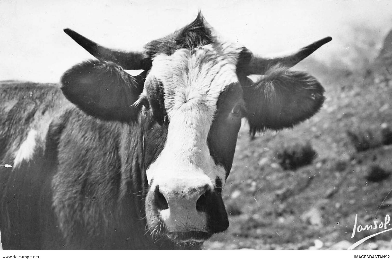 ANIMAUX #SAN47233 LES ANIMAUX DE LA MONTAGNE LA VACHETTE - Cows