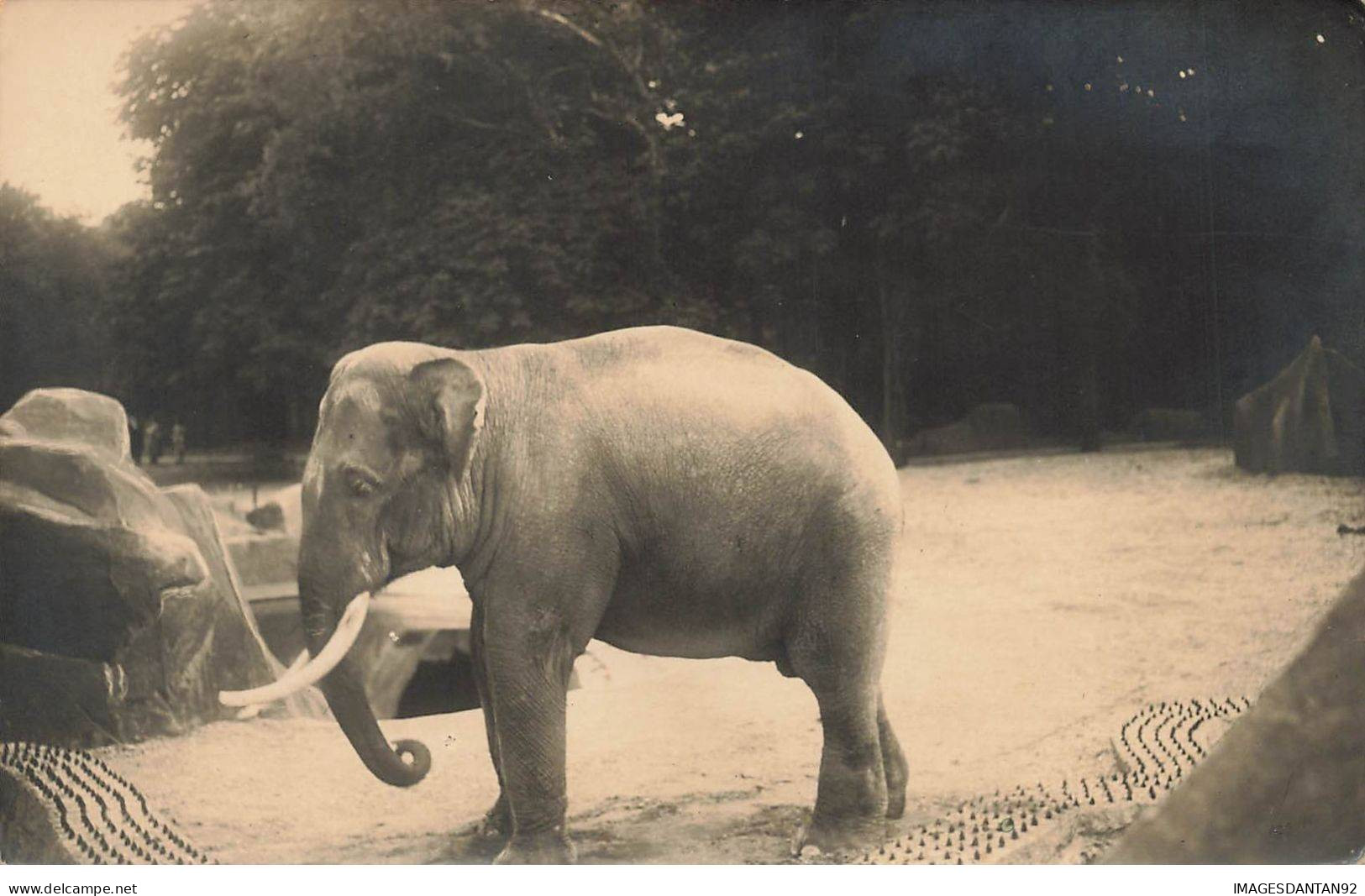 ANIMAUX #SAN47232BIS ELEPHANT MARCHANT SUR DU SABLE CARTE PHOTO - Olifanten