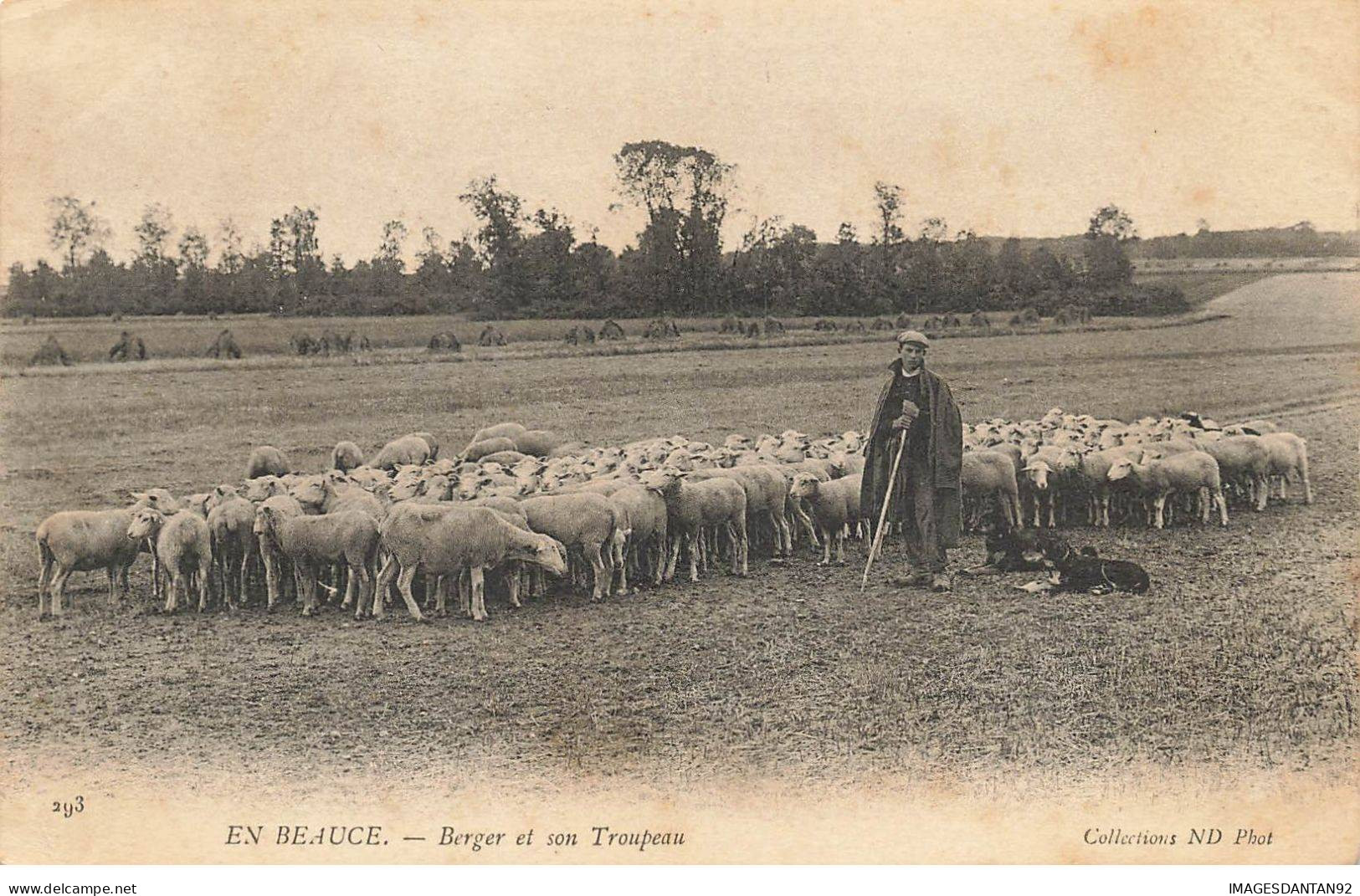 AGRICULTURE #SAN47126 EN BEAUCE BERGER ET SON TROUPEAU DE MOUTONS CHIENS - Viehzucht