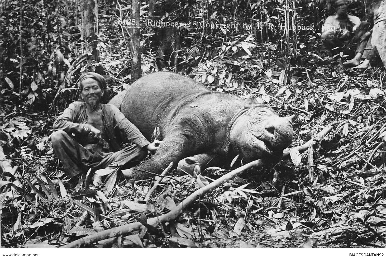 INDONESIE #FG50517 CHASSE AU RHINOCEROS CARTE PHOTO - Indonésie