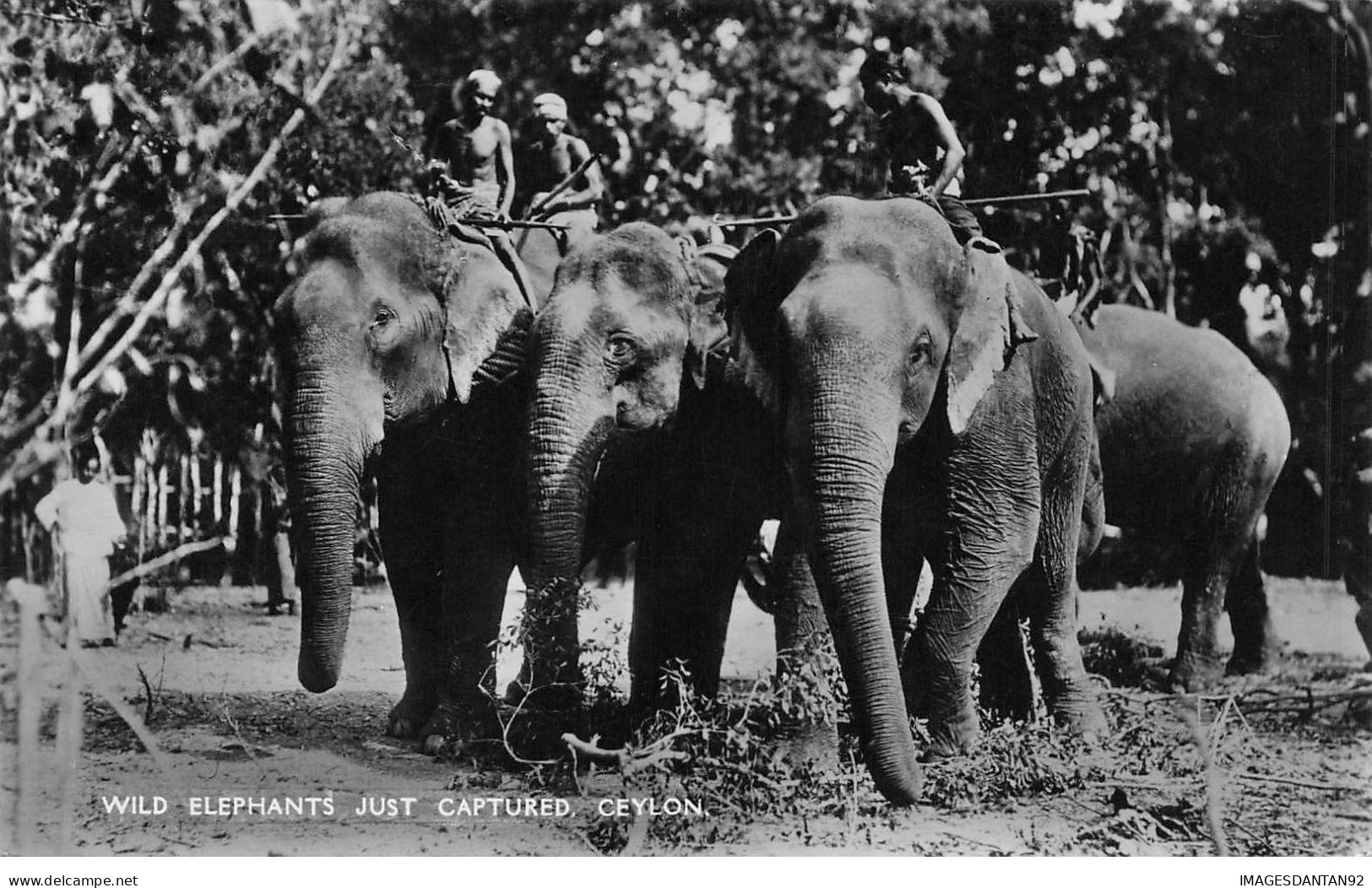 SRI LANKA #FG50522 WILD ELEPHANTS JUST CAPTURED CEYLON CEYLAN - Indonésie