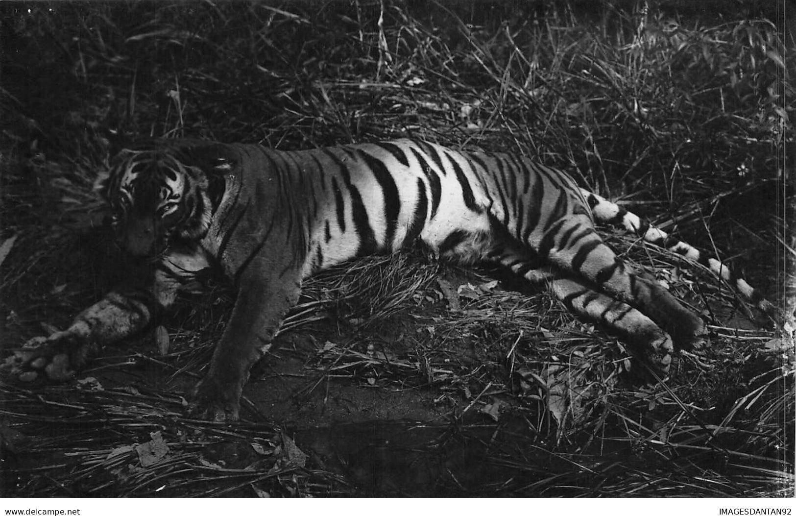 INDONESIE #FG50520 TIGRE CARTE PHOTO - Indonesien