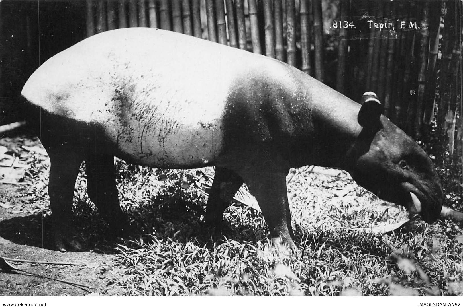 MALAISIE #FG50514 MALAYSIA ANIMAL LE TAPIR CARTE PHOTO - Maleisië