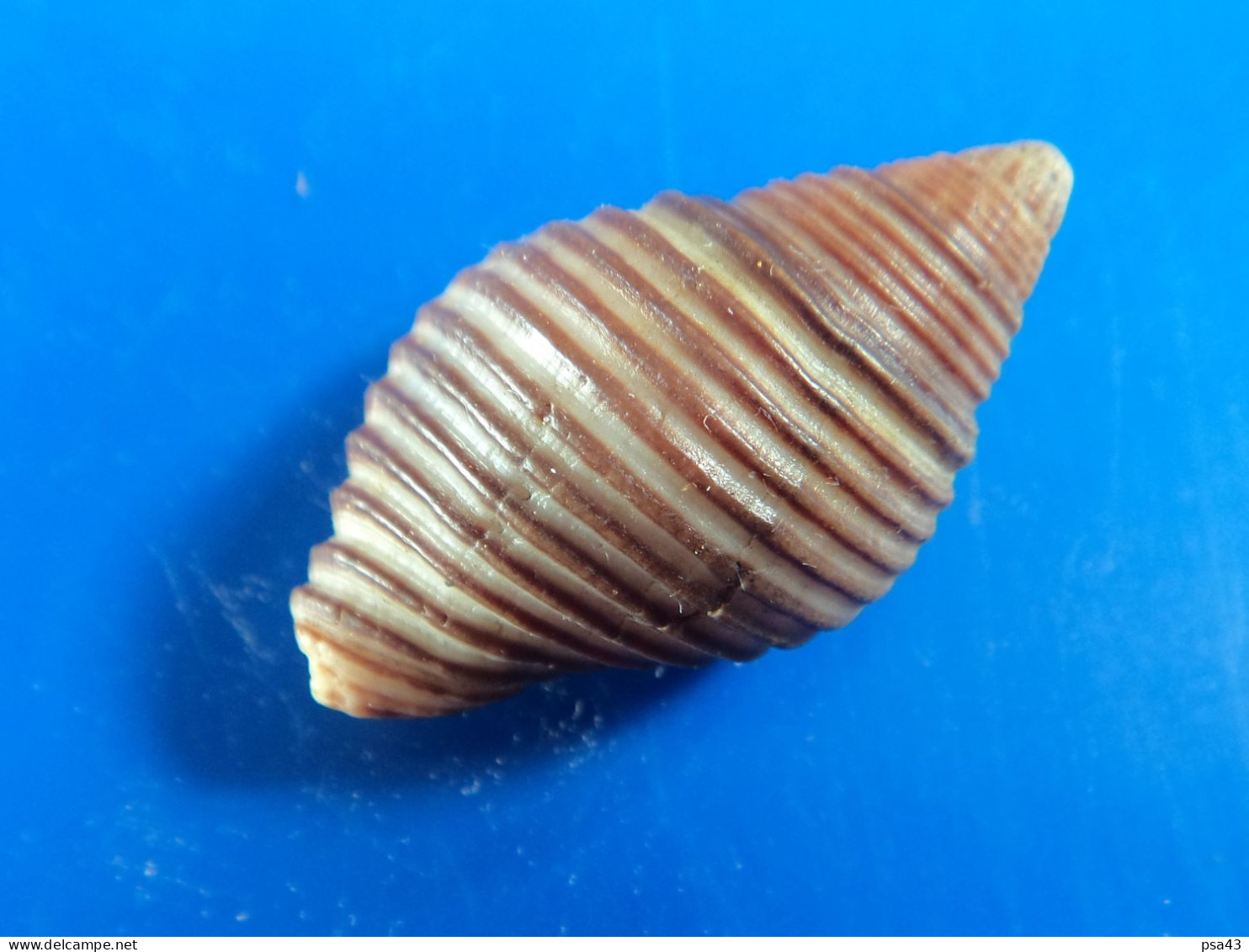 Cantharus Undosa Nle Calédonie 28,7mm F+++ N3 - Seashells & Snail-shells