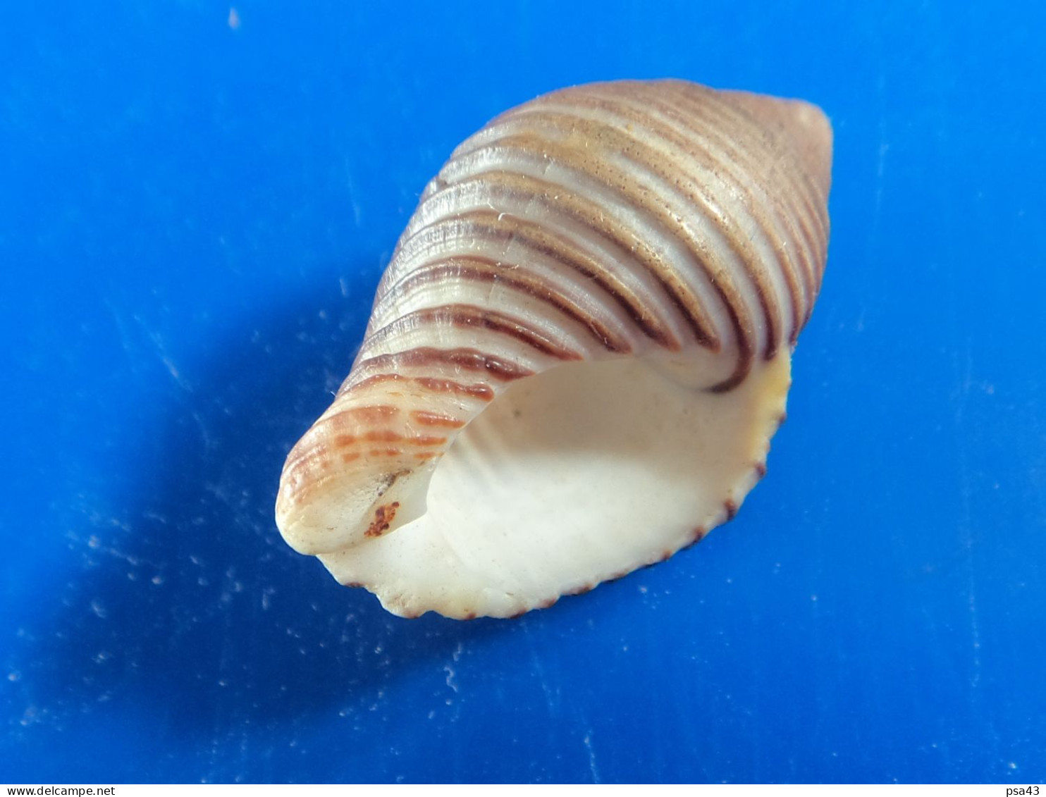 Cantharus Undosa Nle Calédonie 28,7mm F+++ N3 - Seashells & Snail-shells