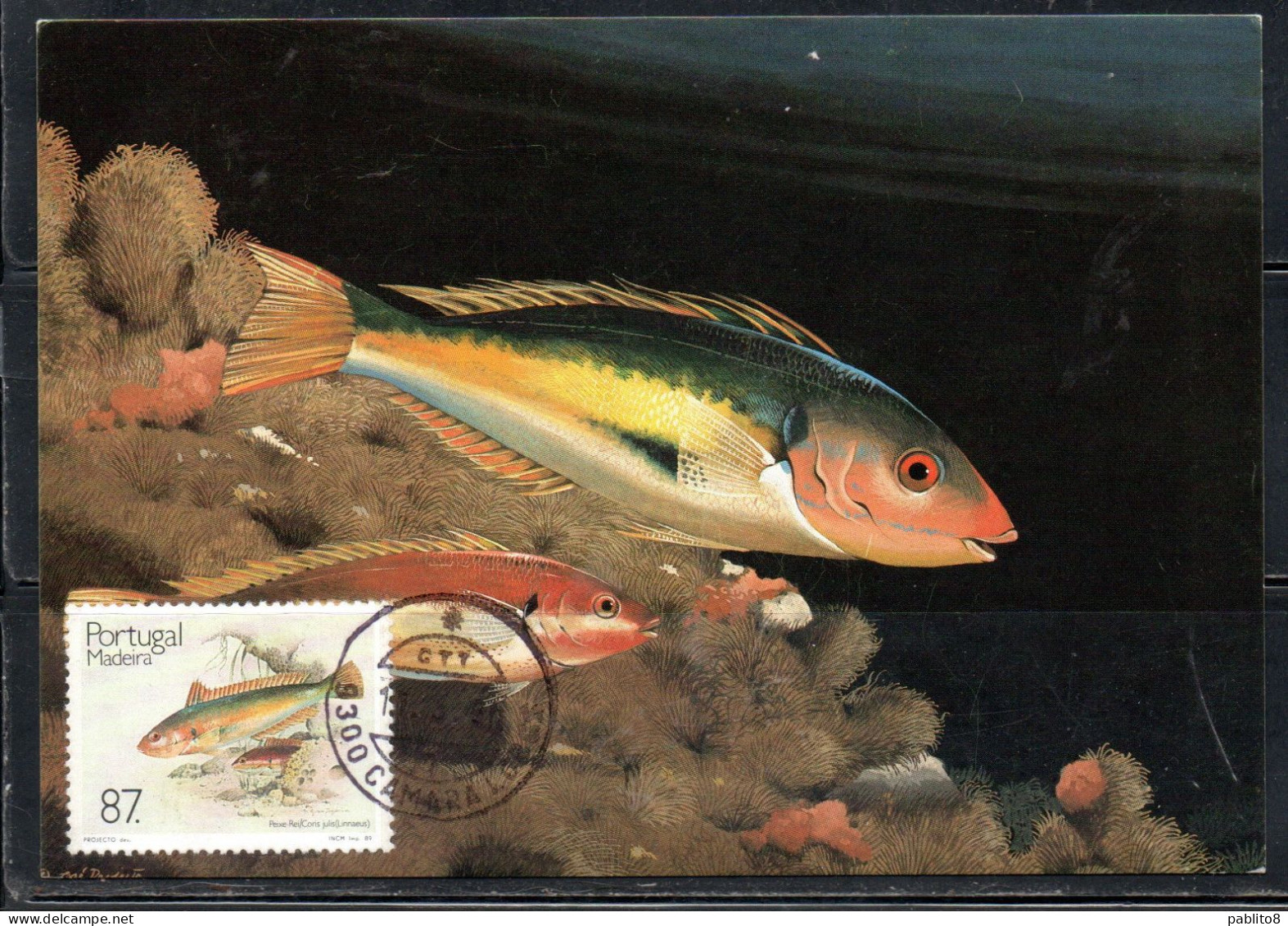 MADERA MADEIRA 1989 FISHES CORIS JULIS FISH 87e MAXI MAXIMUM CARD CARTE - Madeira