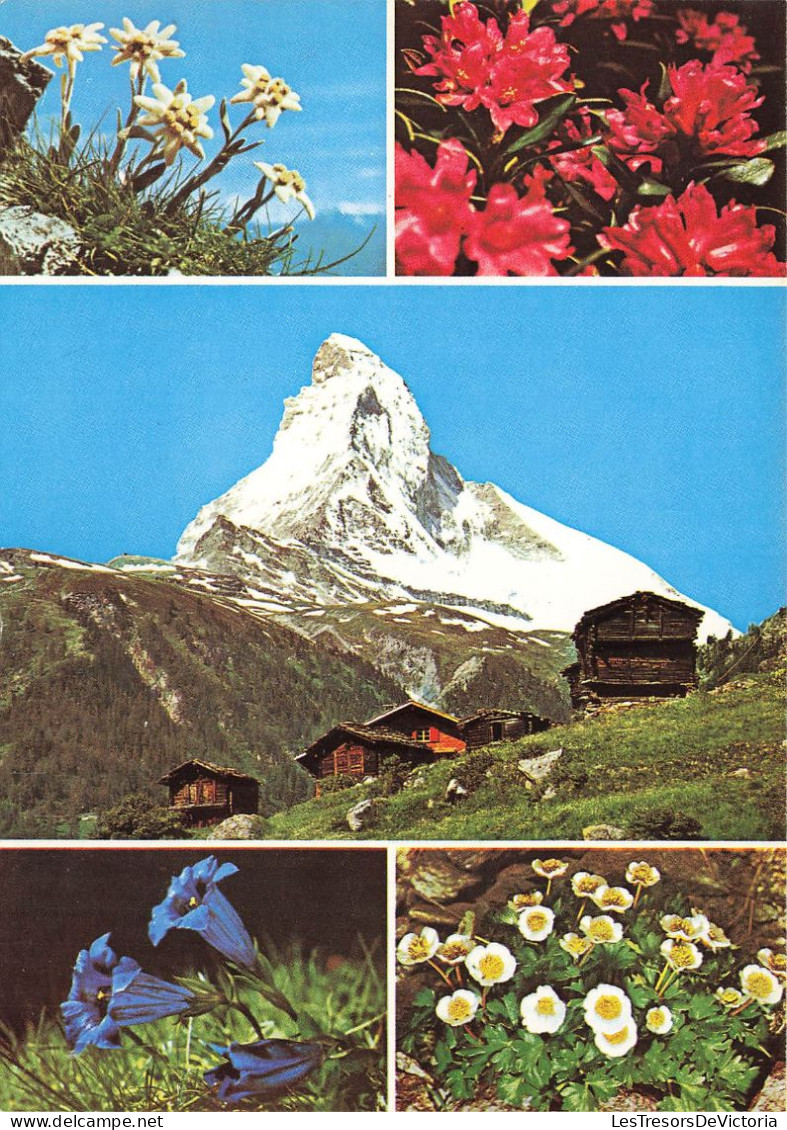 SUISSE - Switzerland - Le Cervin -Gentlanes - Renoncule Des Glaciers - Multi-vues De Différents Endroits - Carte Postale - Viège