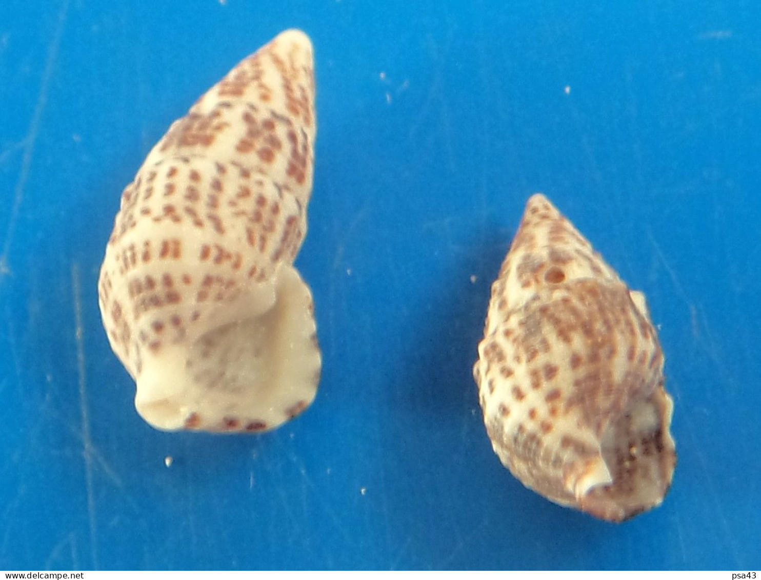 Cerithium Litteratum (X2) Caraïbes (Ancon) 16,1 Et 21,1mm N9 - Seashells & Snail-shells