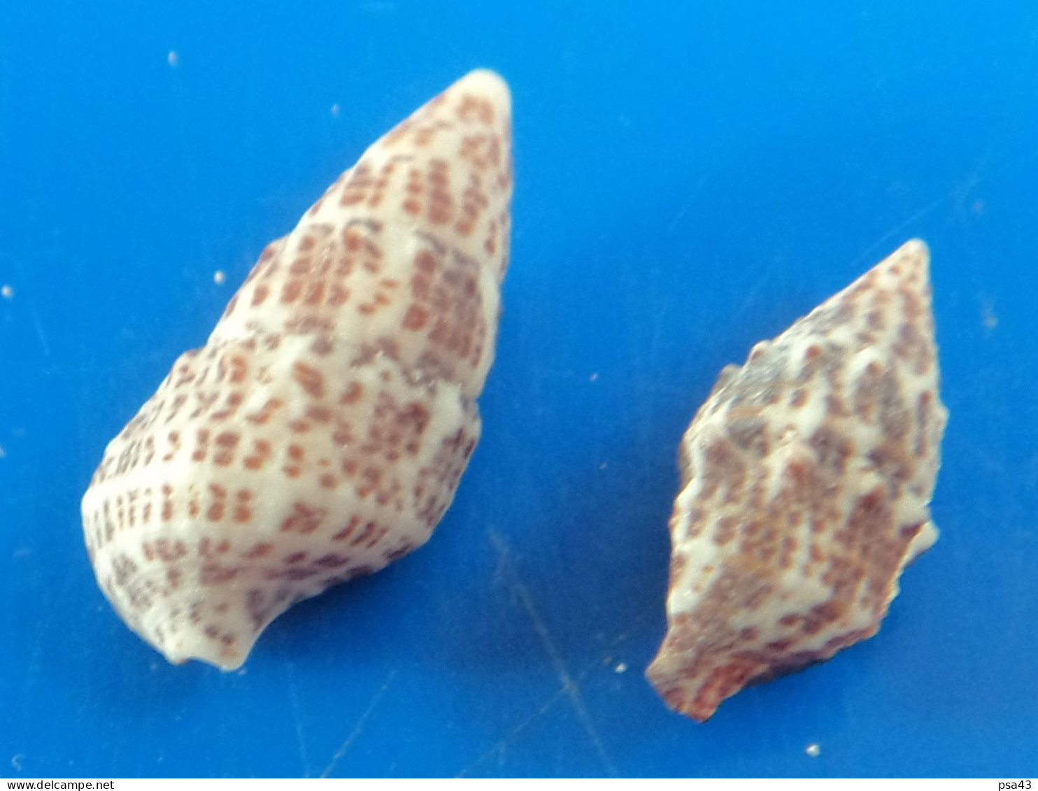 Cerithium Litteratum (X2) Caraïbes (Ancon) 16,1 Et 21,1mm N9 - Seashells & Snail-shells