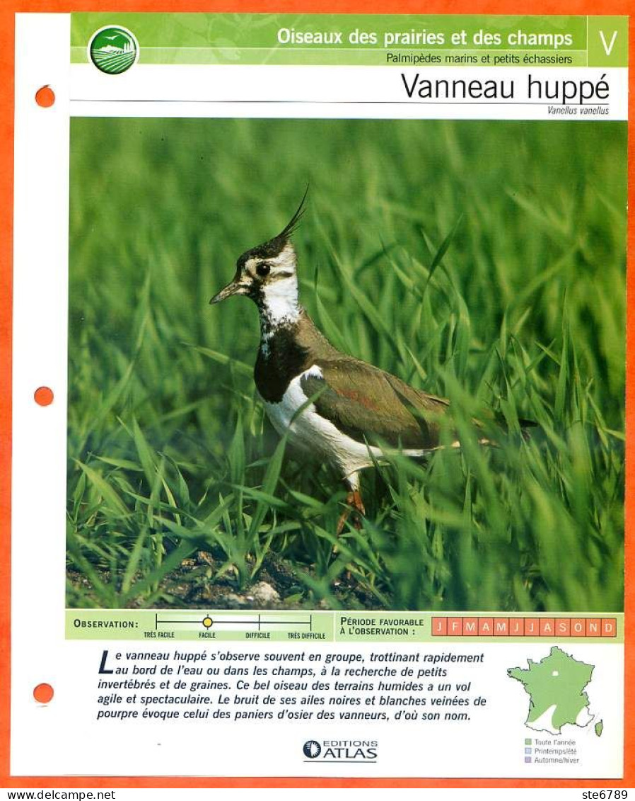 VANNEAU HUPPE Oiseau Illustrée Documentée  Animaux Oiseaux Fiche Dépliante - Animaux