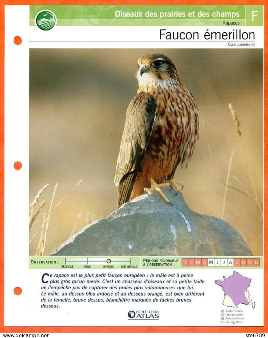 FAUCON EMERILLON Oiseau Illustrée Documentée  Animaux Oiseaux Fiche Dépliante - Animales