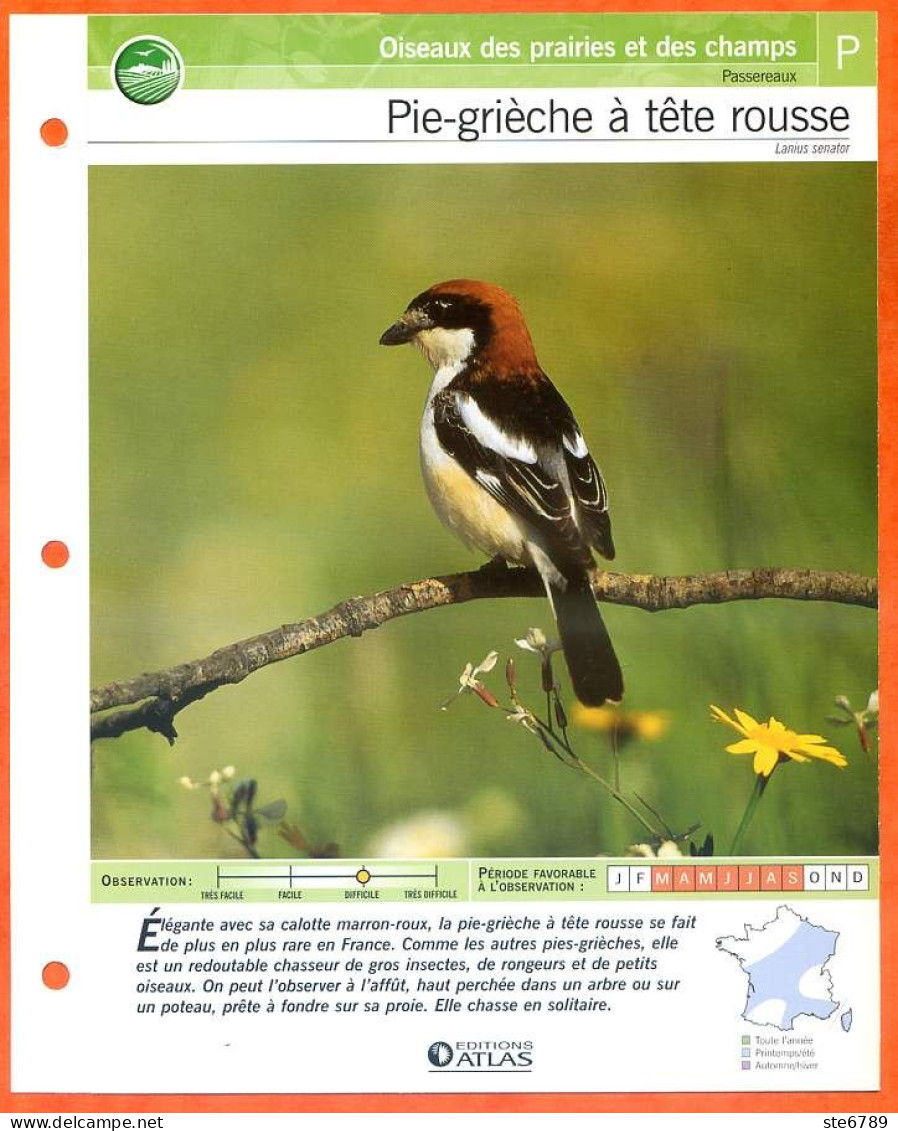 PIE GRIECHE A TETE ROUSSE Oiseau Illustrée Documentée  Animaux Oiseaux Fiche Dépliante - Animaux