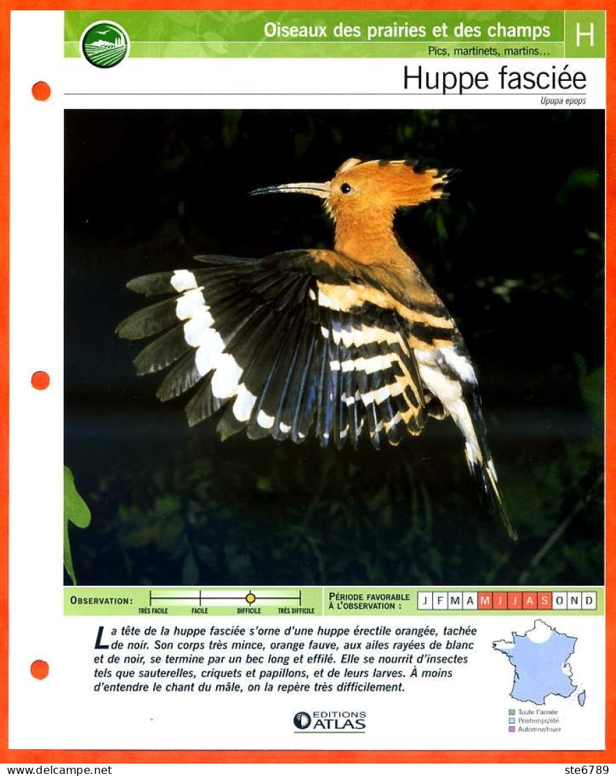 HUPPE FASCIEE Oiseau Illustrée Documentée  Animaux Oiseaux Fiche Dépliante - Animals