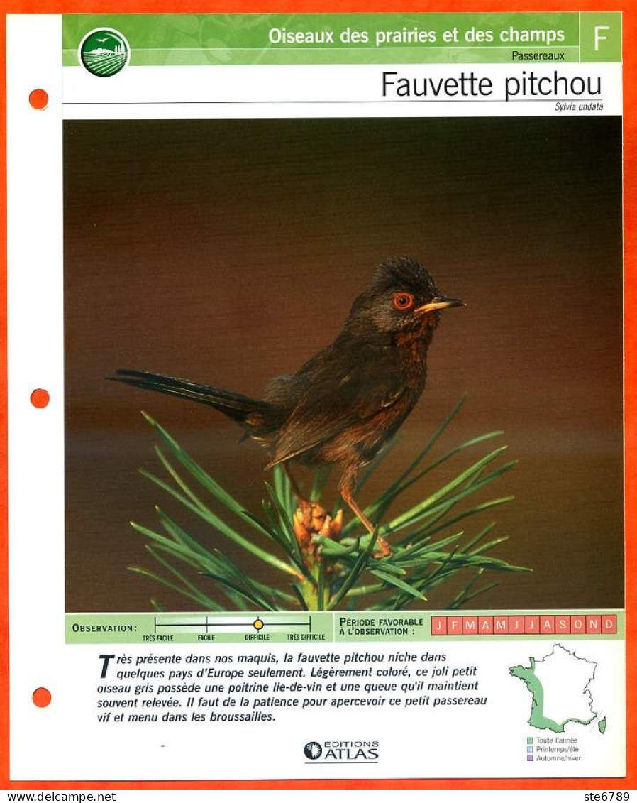 FAUVETTE PITCHOU Oiseau Illustrée Documentée  Animaux Oiseaux Fiche Dépliante - Tiere