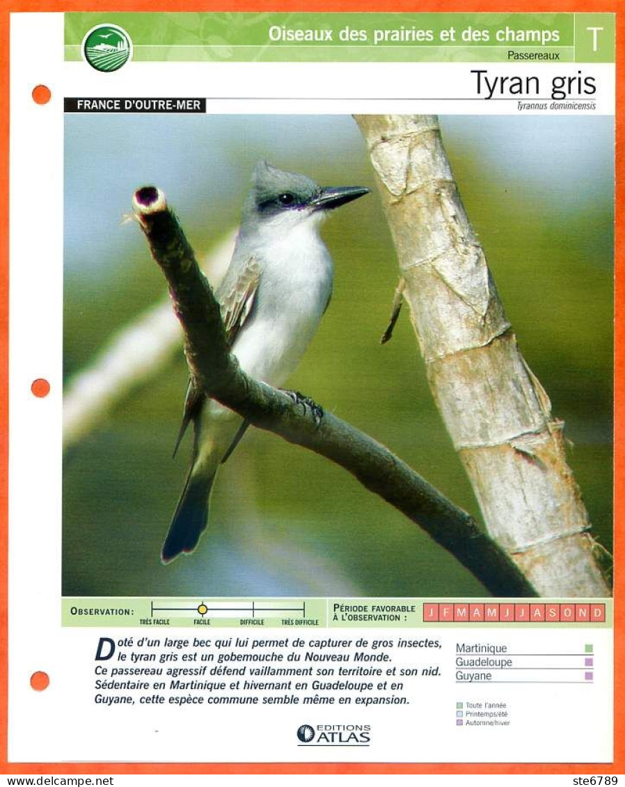TYRAN GRIS Oiseau Illustrée Documentée  Animaux Oiseaux Fiche Dépliante - Tiere