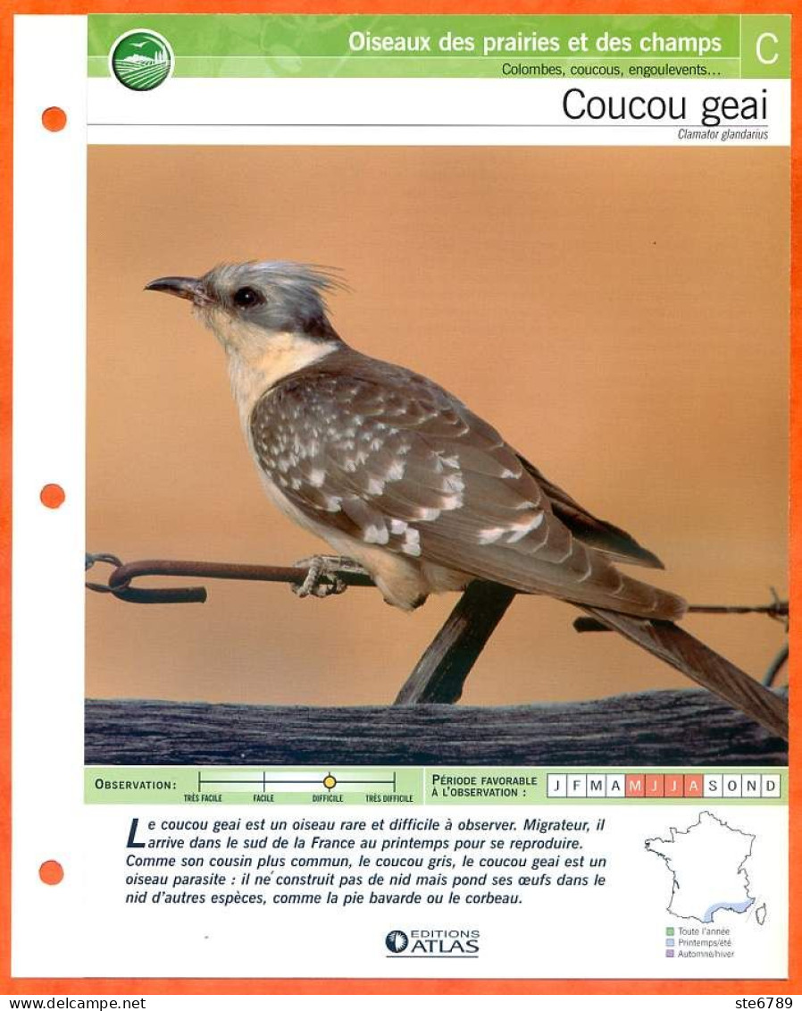 COUCOU GEAI Oiseau Illustrée Documentée  Animaux Oiseaux Fiche Dépliante - Tiere