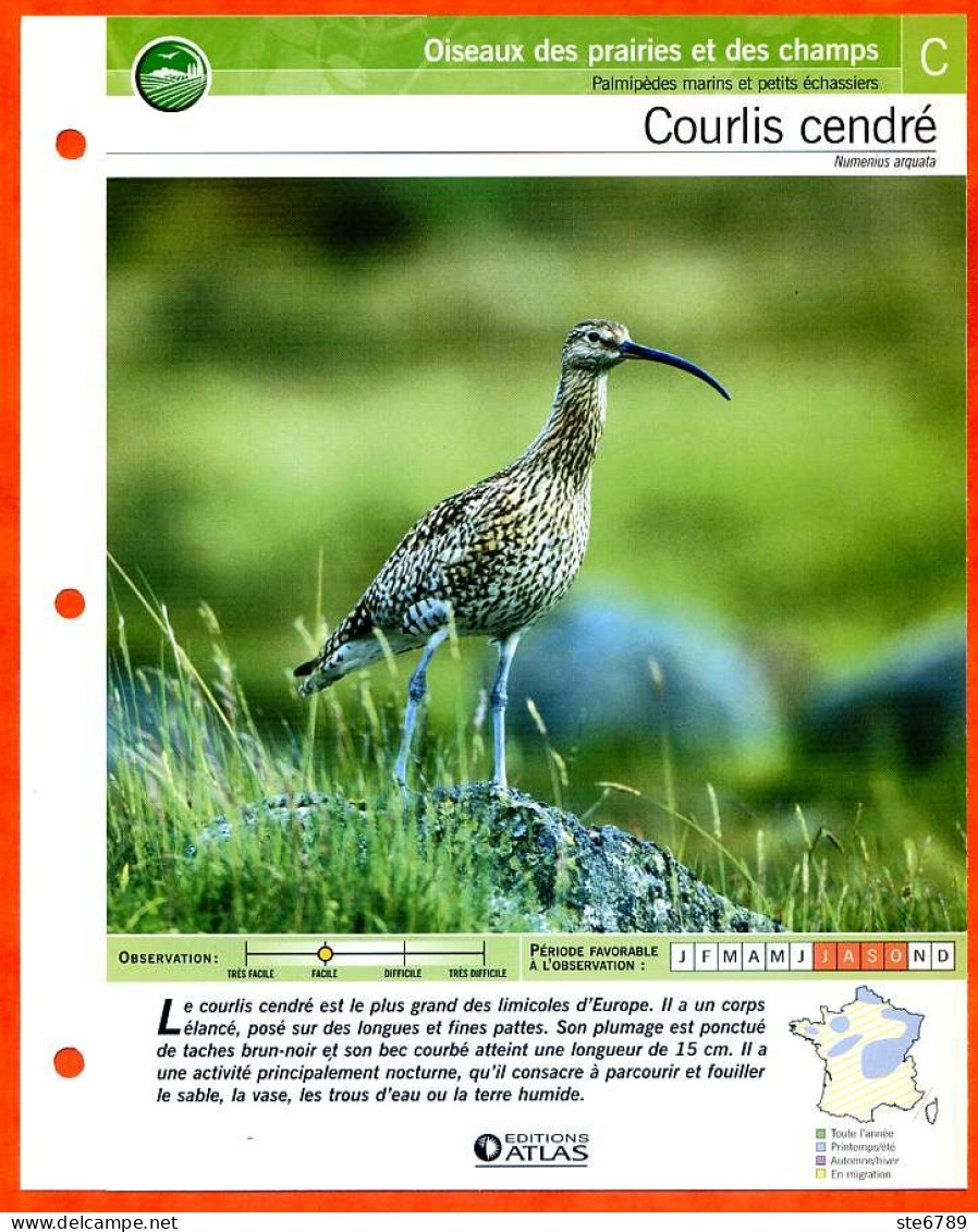 COURLIS CENDRE Oiseau Illustrée Documentée  Animaux Oiseaux Fiche Dépliante - Animales