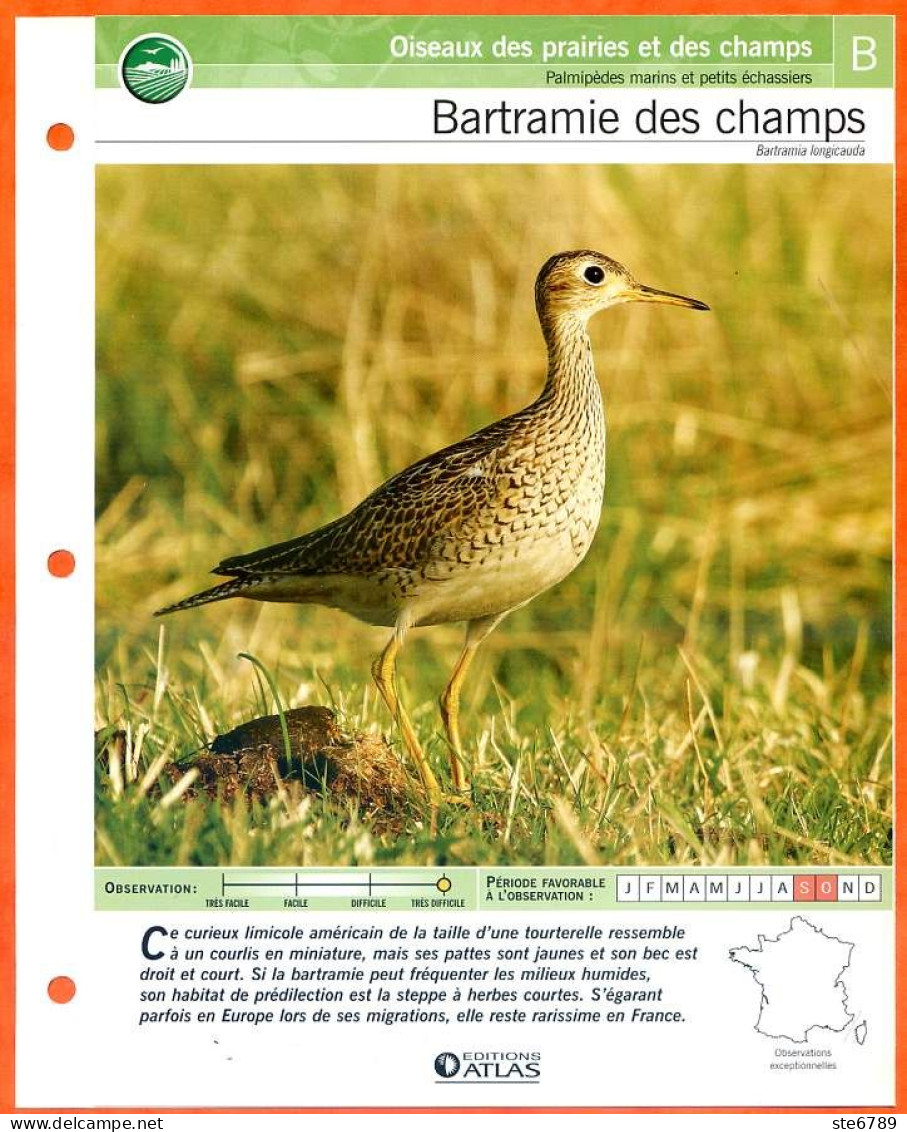 BARTRAMIE DES CHAMPS Oiseau Illustrée Documentée  Animaux Oiseaux Fiche Dépliante - Animales
