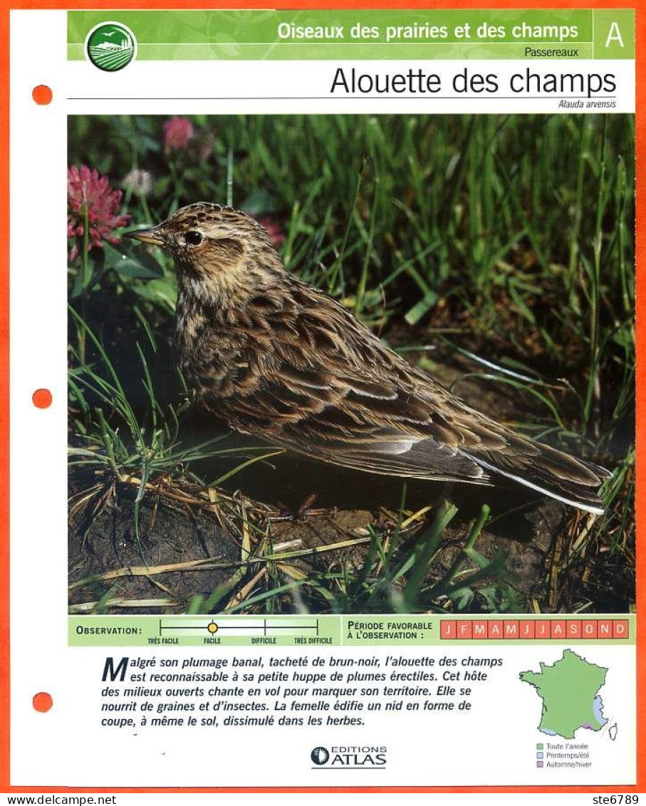 ALOUETTE DES CHAMPS Oiseau Illustrée Documentée  Animaux Oiseaux Fiche Dépliante - Animaux
