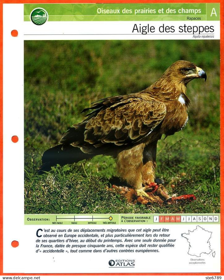 AIGLE DES STEPPES Oiseau Illustrée Documentée  Animaux Oiseaux Fiche Dépliante Animal - Animales