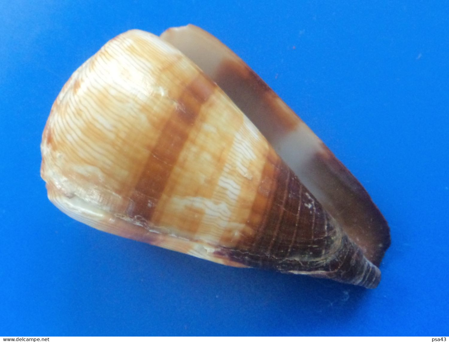 Conus Miles Australie (Nlles-Galles-du-Sud) 69,3mm N4 - Conchas Y Caracoles