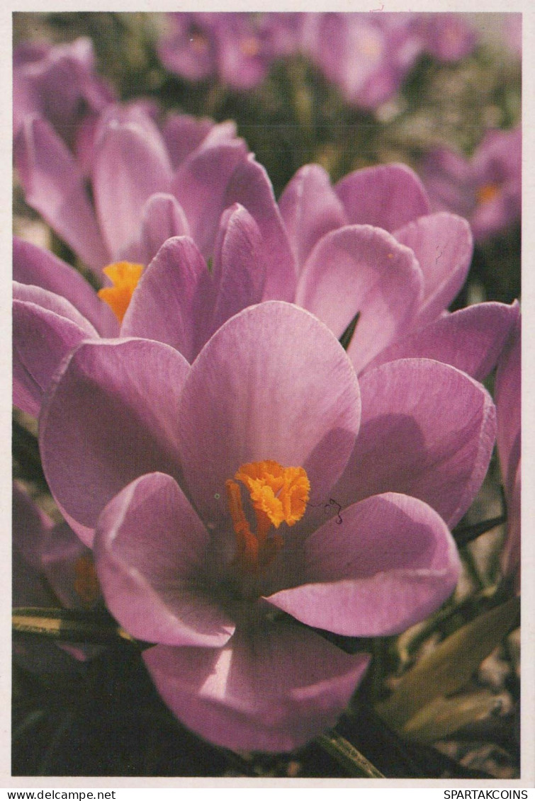 FLOWERS Vintage Ansichtskarte Postkarte CPSM #PBZ632.DE - Fleurs