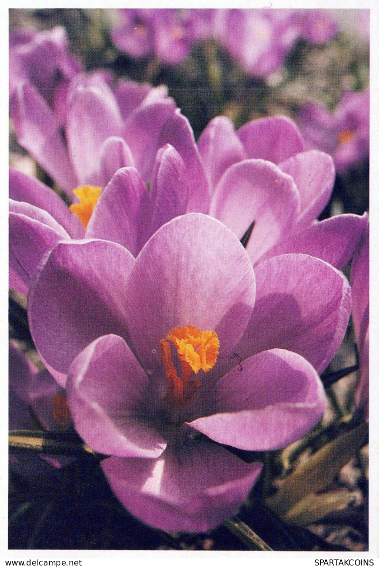 FLOWERS Vintage Ansichtskarte Postkarte CPSM #PBZ632.DE - Fleurs