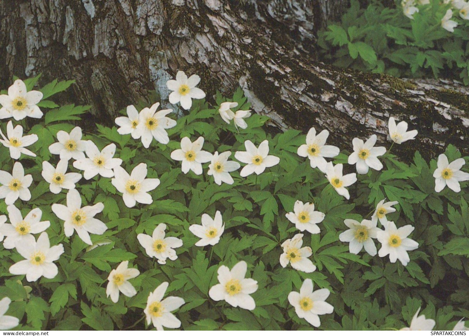 FLOWERS Vintage Ansichtskarte Postkarte CPSM #PBZ392.DE - Fleurs