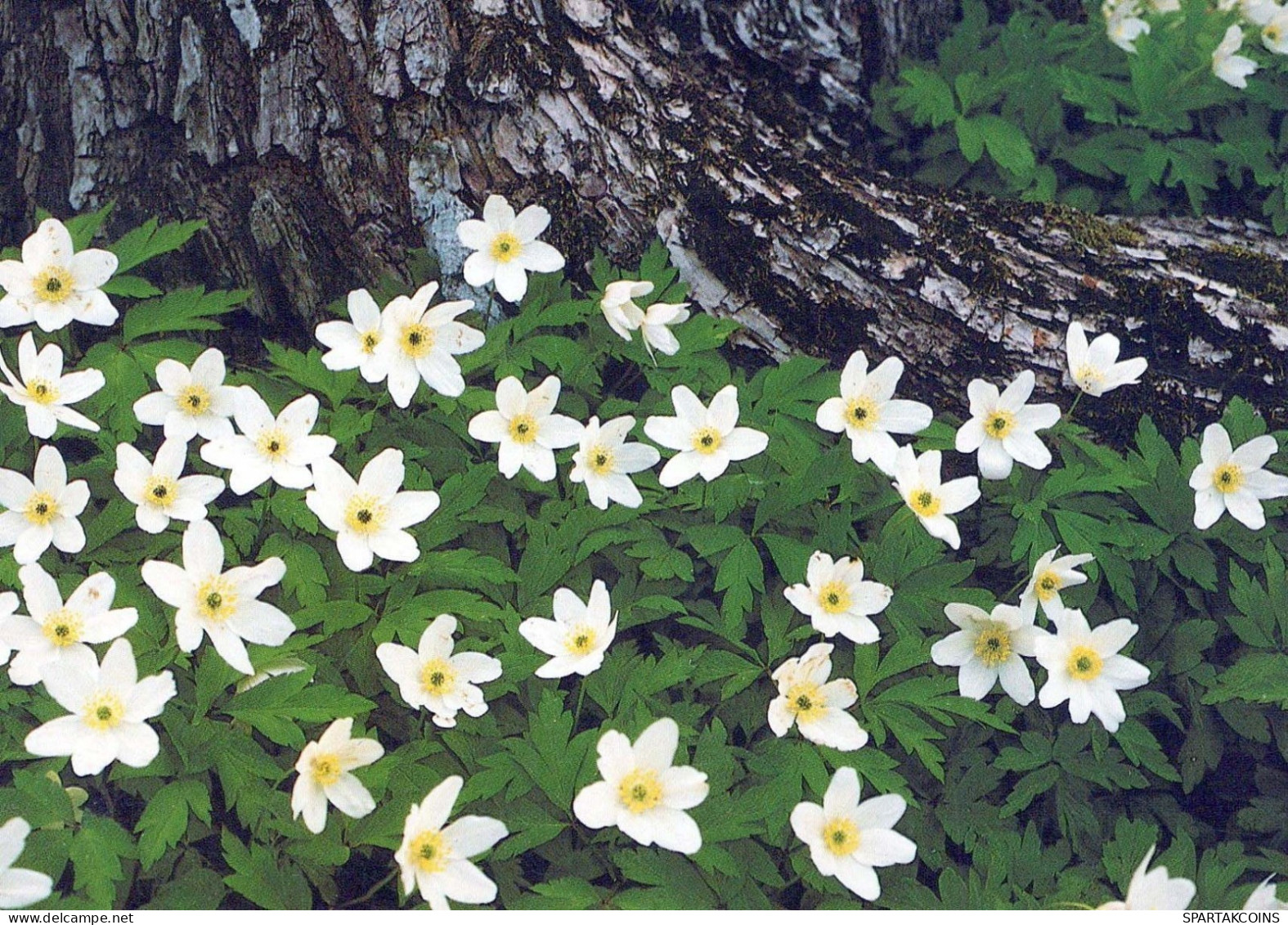 FLOWERS Vintage Ansichtskarte Postkarte CPSM #PBZ392.DE - Flowers