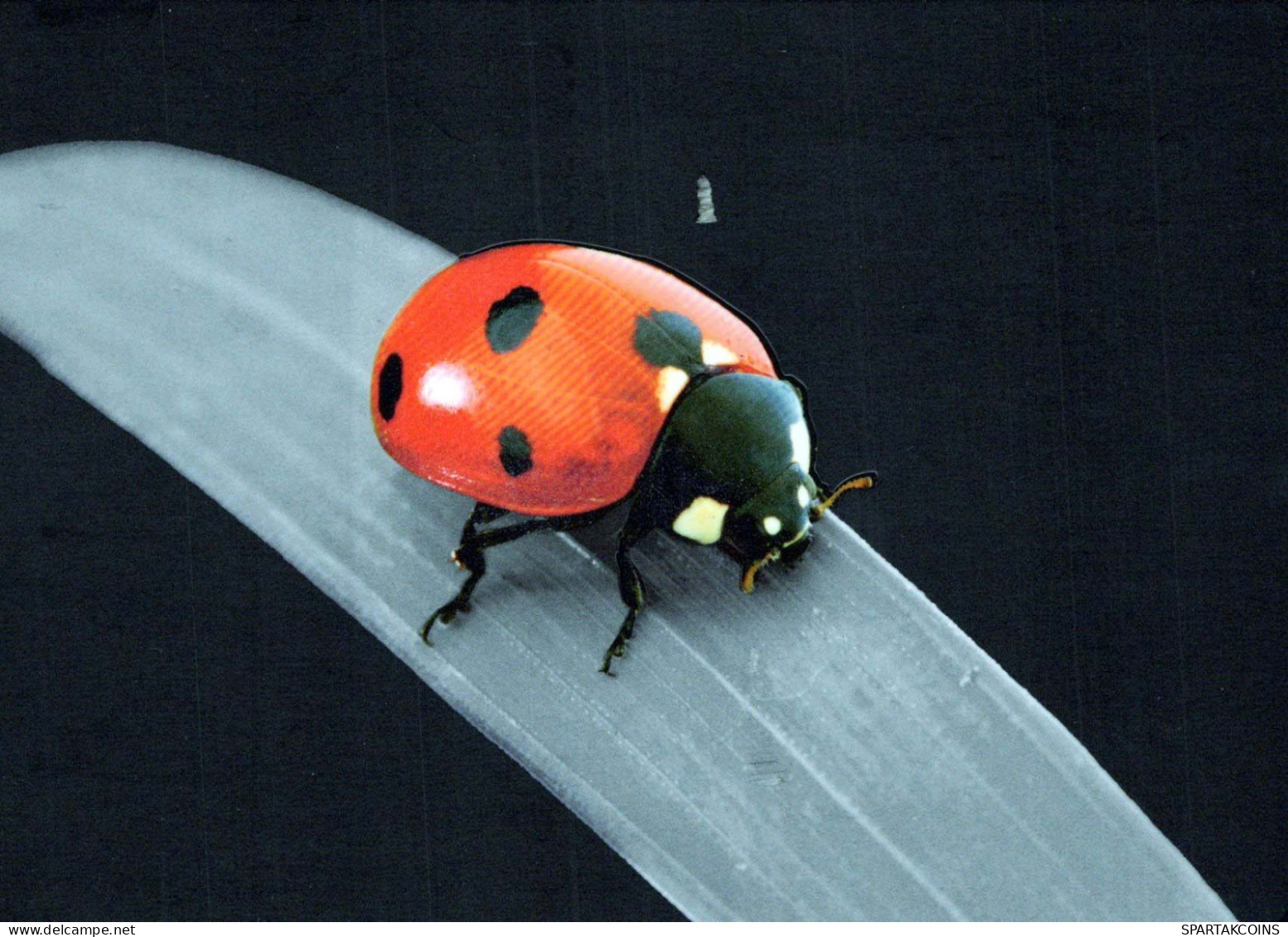 INSEKTEN Tier Vintage Ansichtskarte Postkarte CPSM #PBS480.DE - Insectes
