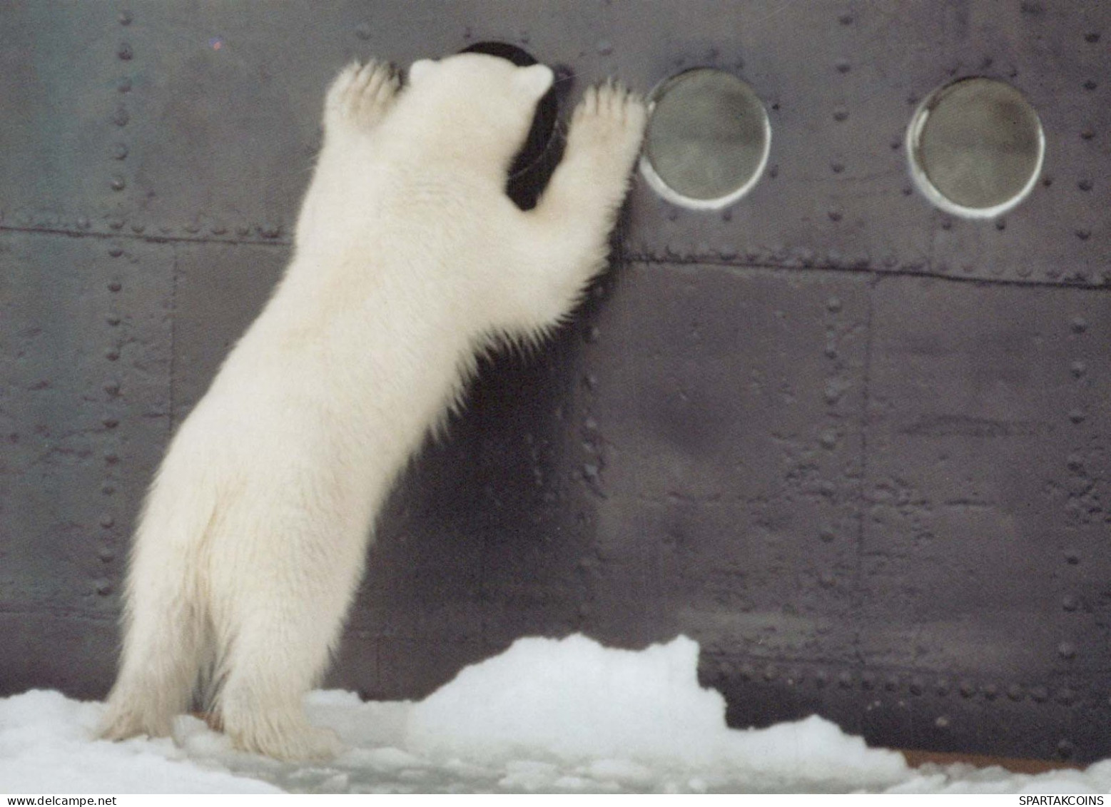 GEBÄREN Tier Vintage Ansichtskarte Postkarte CPSM #PBS106.DE - Ours