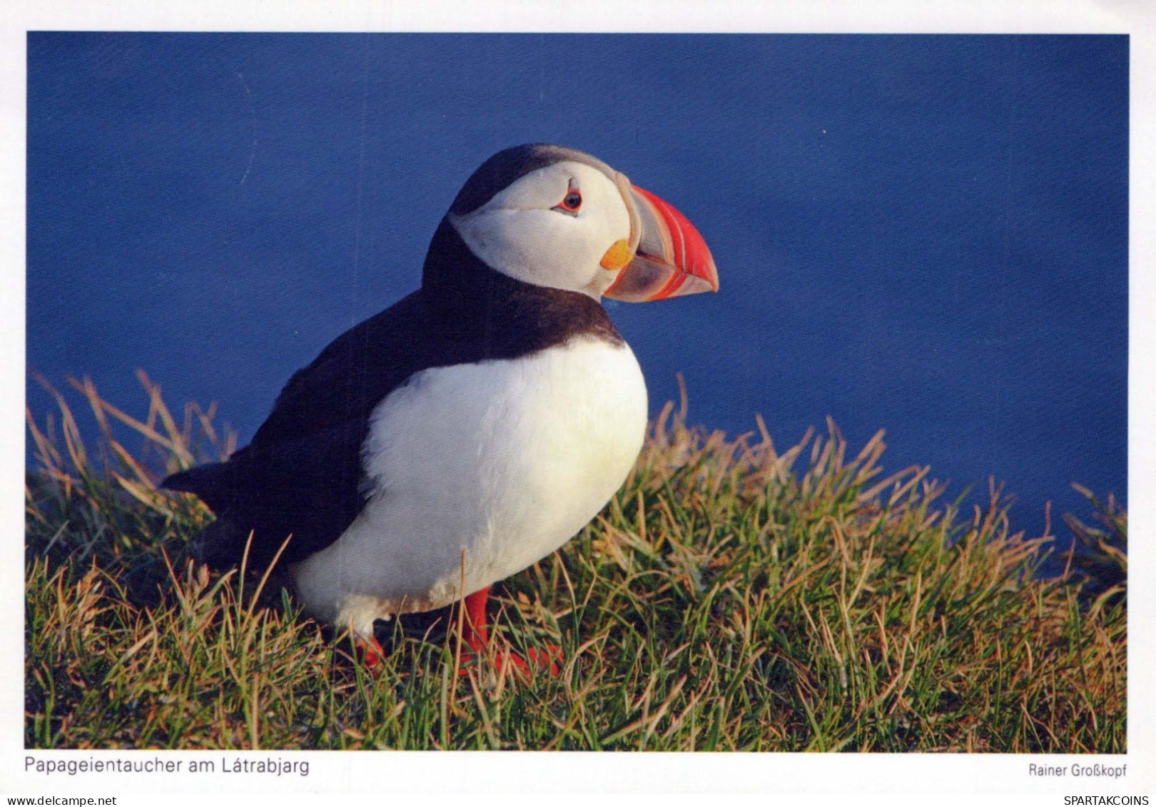 VOGEL Tier Vintage Ansichtskarte Postkarte CPSM #PBR627.DE - Vogels