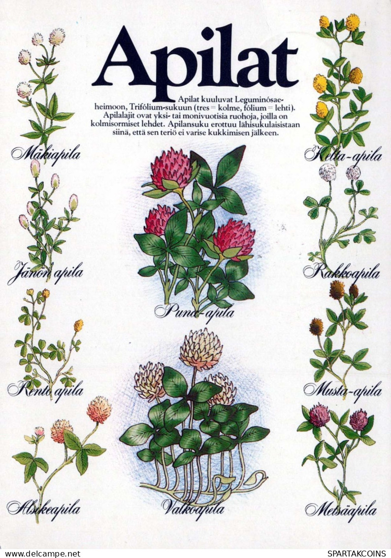 FLOWERS Vintage Ansichtskarte Postkarte CPSM #PAS465.DE - Fleurs