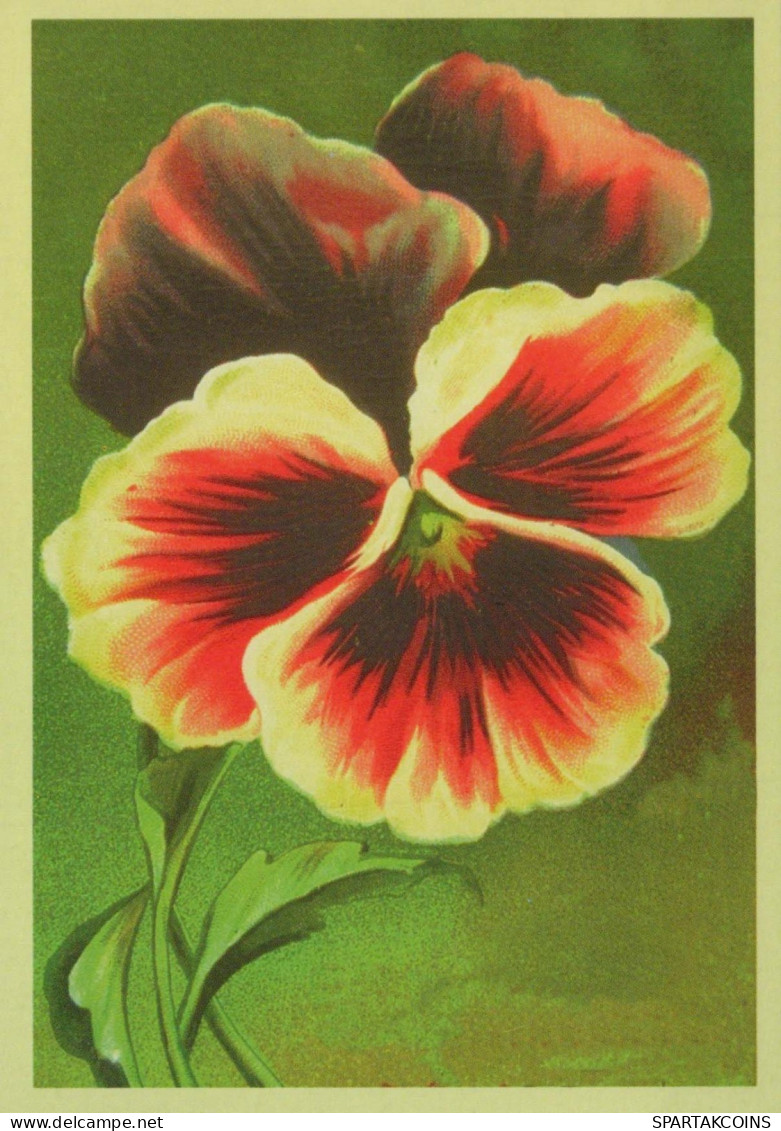 FLORES Vintage Tarjeta Postal CPSM #PBZ510.ES - Fleurs