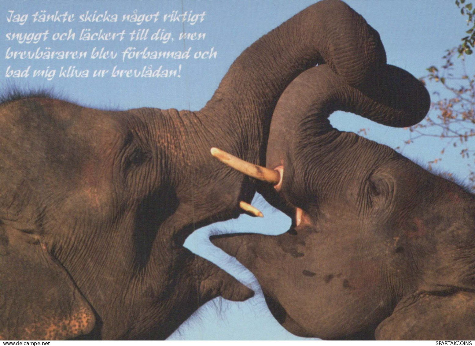 ELEFANTE Animales Vintage Tarjeta Postal CPSM #PBS735.ES - Éléphants