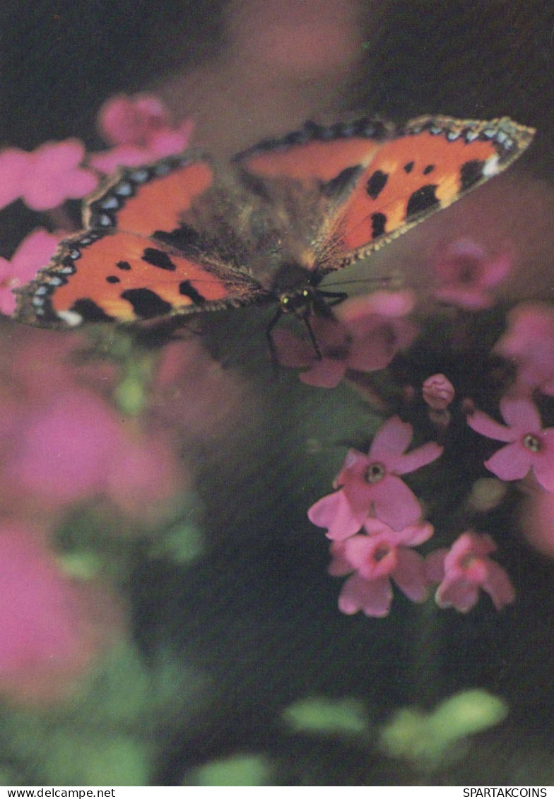MARIPOSAS Animales Vintage Tarjeta Postal CPSM #PBS417.ES - Butterflies