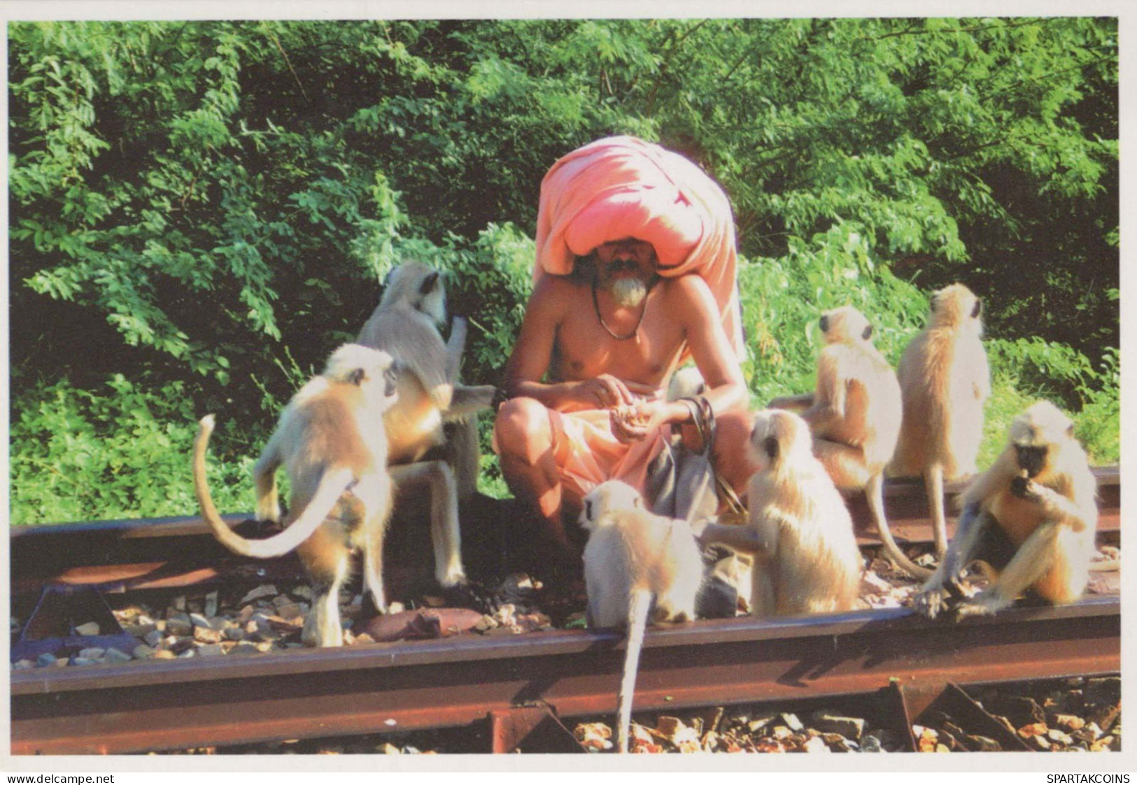 MONO Animales Vintage Tarjeta Postal CPSM #PBR967.ES - Monkeys