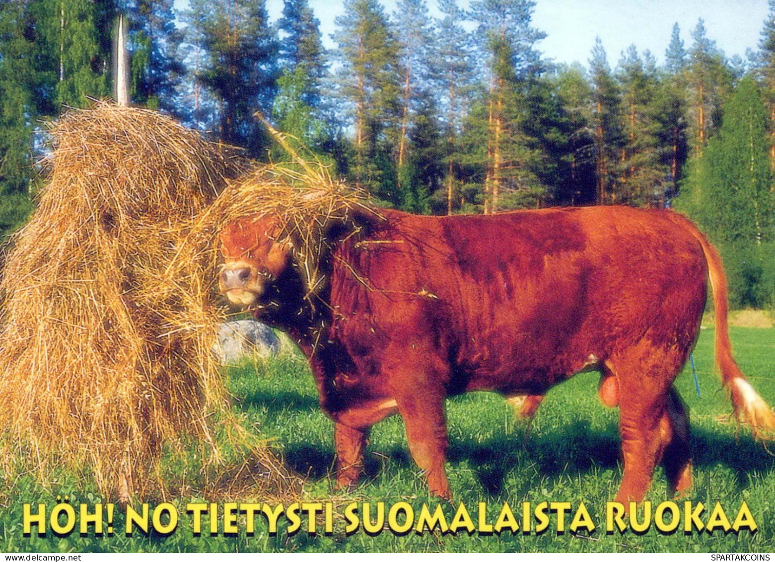 VACA Animales Vintage Tarjeta Postal CPSM #PBR815.ES - Cows