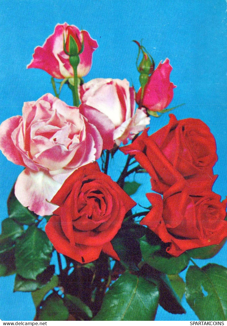 FLORES Vintage Tarjeta Postal CPSM #PAS586.ES - Fiori