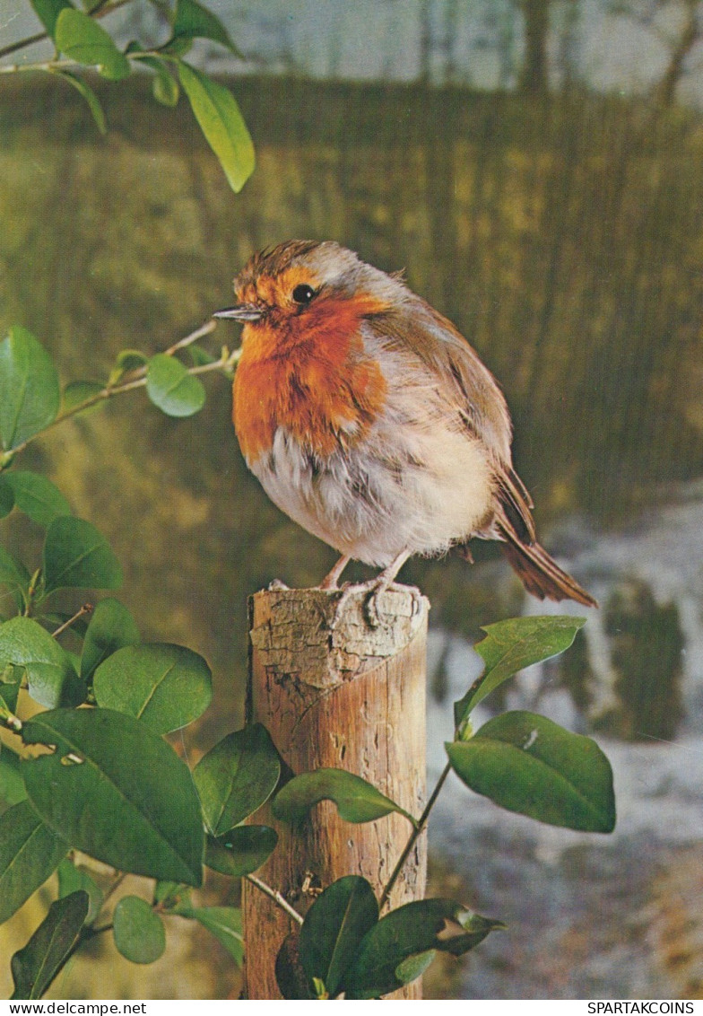 PÁJARO Animales Vintage Tarjeta Postal CPSM #PAN121.ES - Uccelli