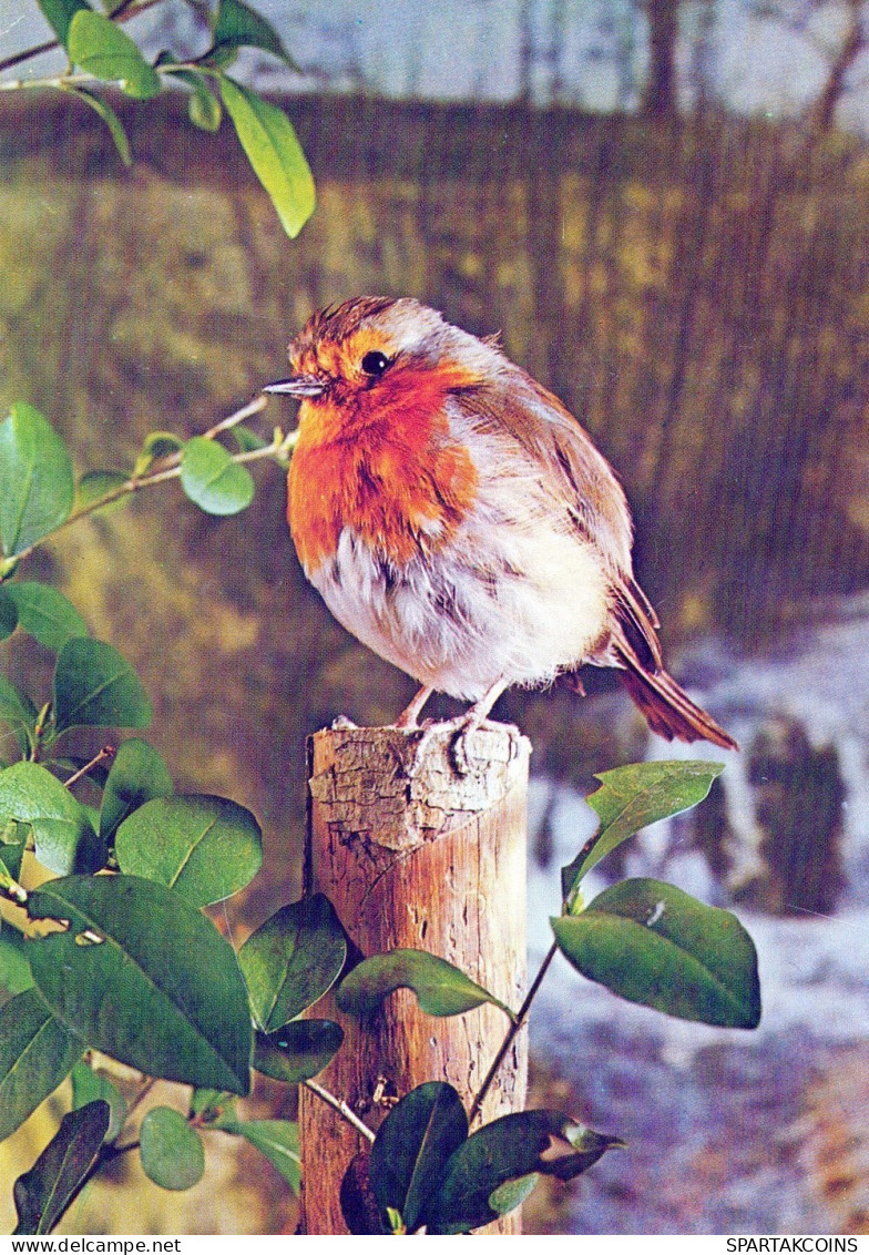 PÁJARO Animales Vintage Tarjeta Postal CPSM #PAN121.ES - Uccelli