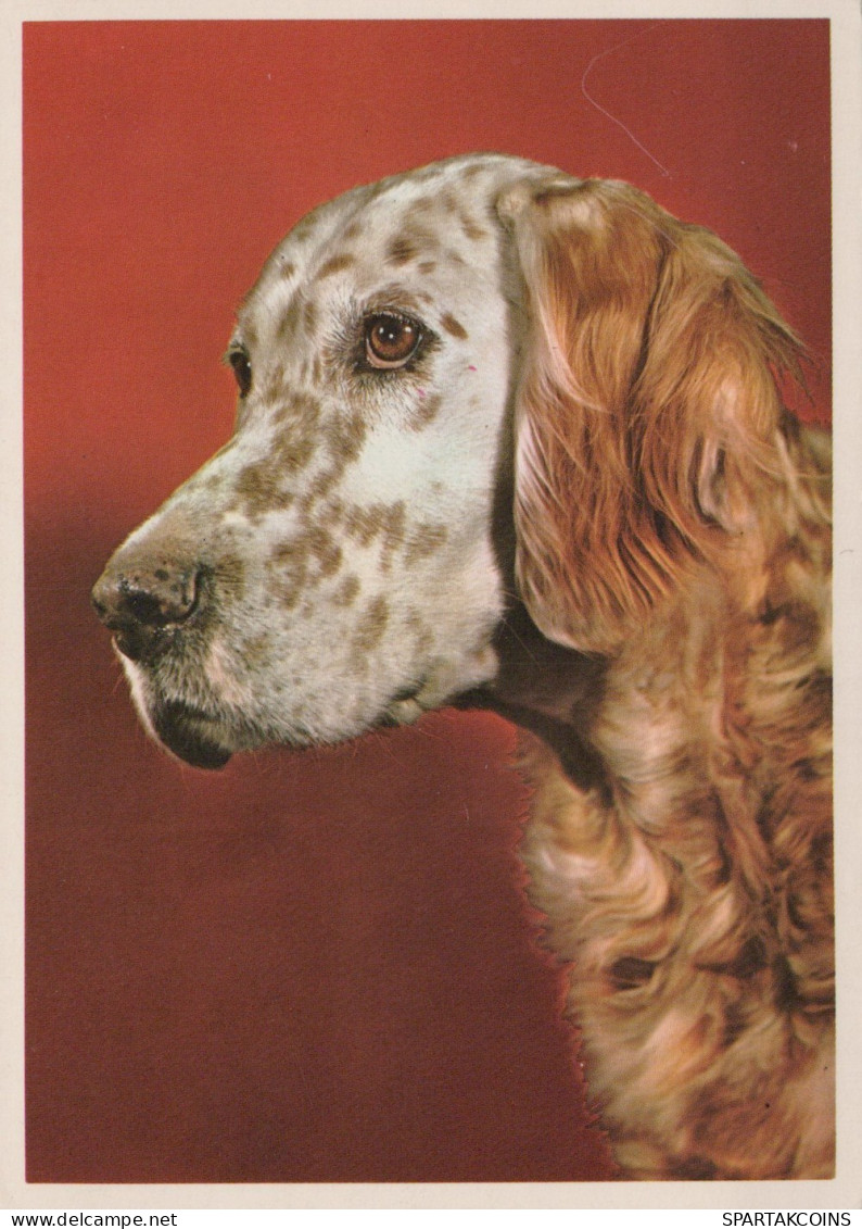 PERRO Animales Vintage Tarjeta Postal CPSM #PAN431.ES - Hunde