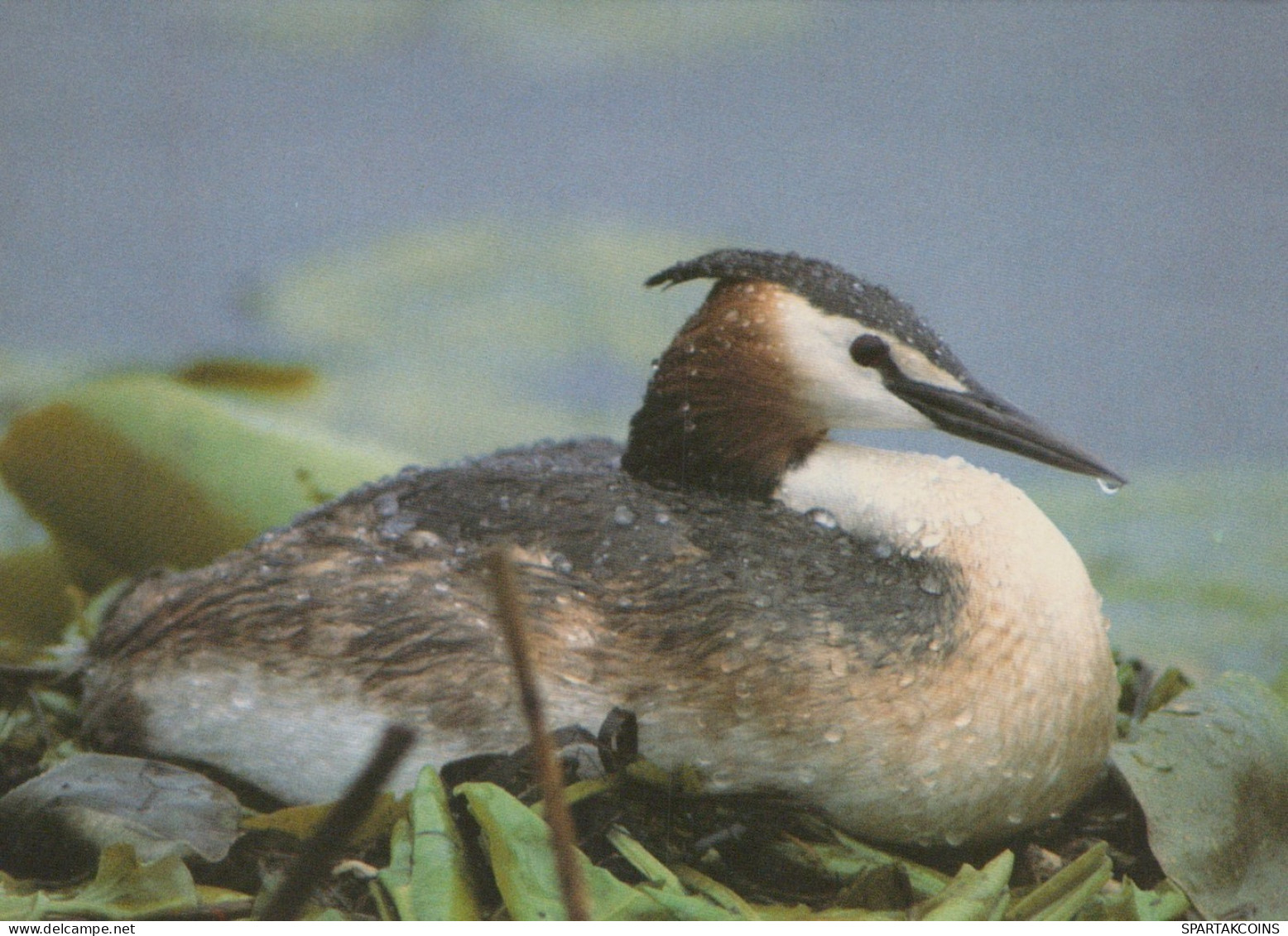 PÁJARO Animales Vintage Tarjeta Postal CPSM Unposted #PAM688.ES - Oiseaux