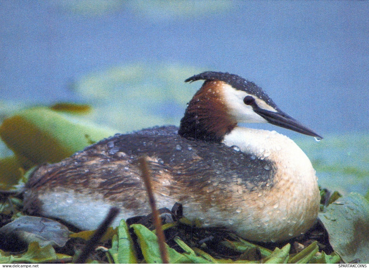 PÁJARO Animales Vintage Tarjeta Postal CPSM Unposted #PAM688.ES - Oiseaux