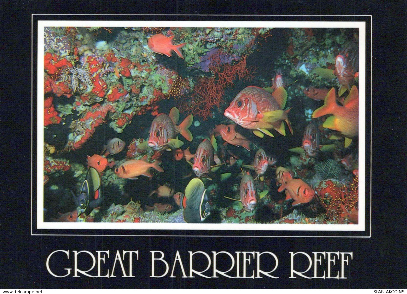 POISSON Animaux Vintage Carte Postale CPSM #PBS877.FR - Fish & Shellfish
