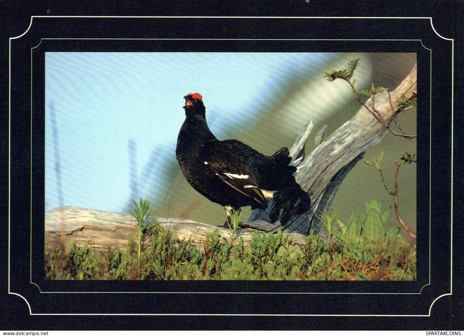 OISEAU Animaux Vintage Carte Postale CPSM #PAN186.FR - Vogels