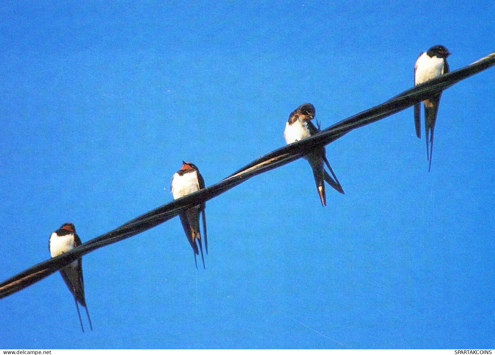 OISEAU Animaux Vintage Carte Postale CPSM #PAN122.FR - Birds