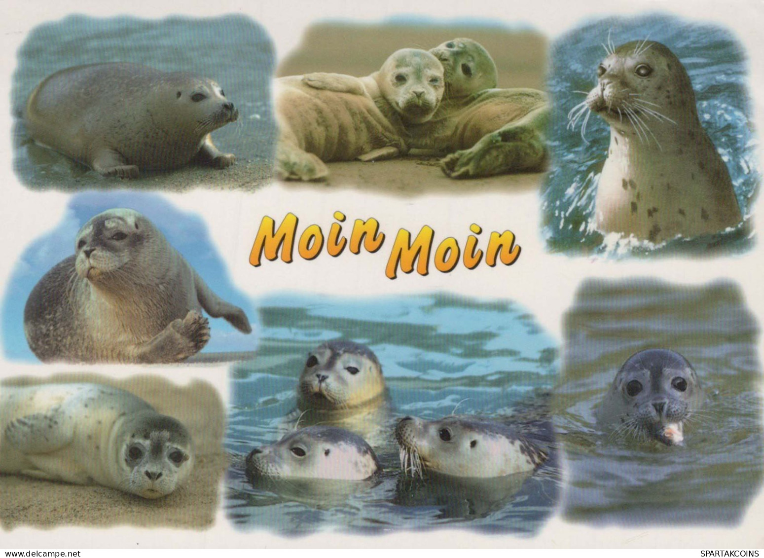 SEAL Animals Vintage Postcard CPSM #PBS660.GB - Sonstige & Ohne Zuordnung